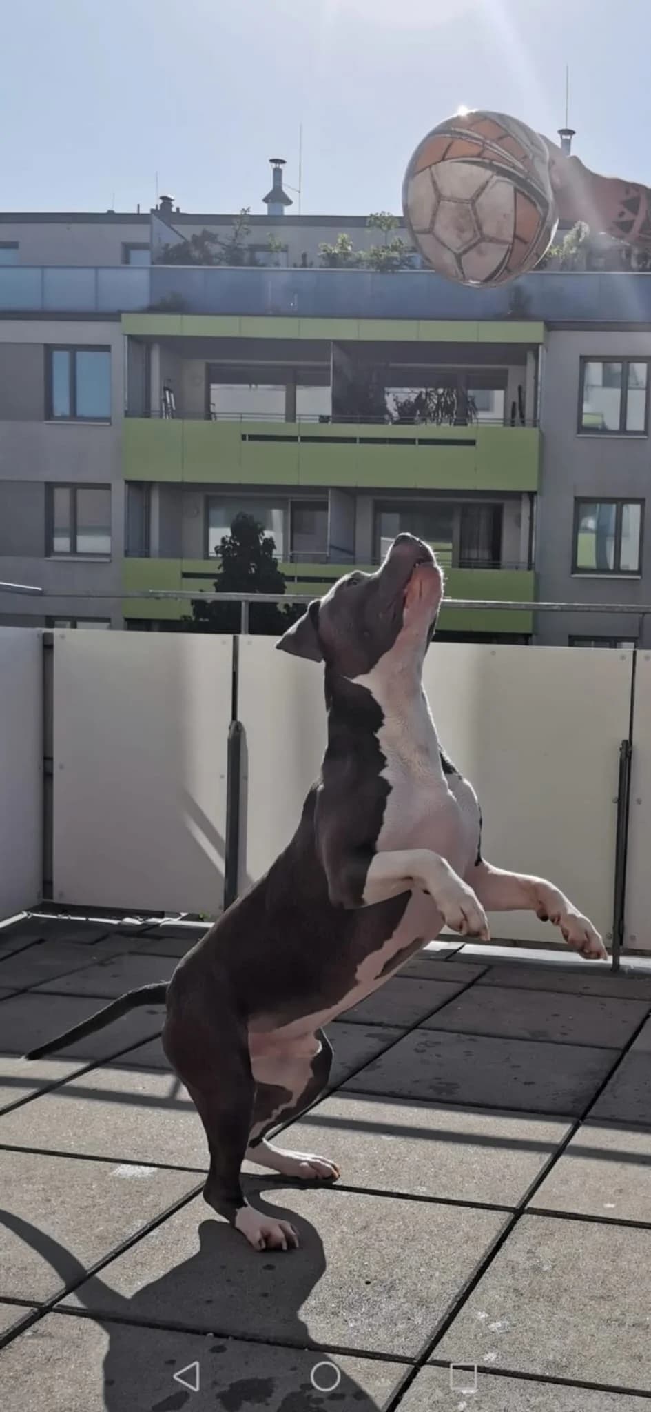 MEXX, male Staffordshire Bull Terrier for adoption at Tierheim Krems, Krems — photo 4 of 4