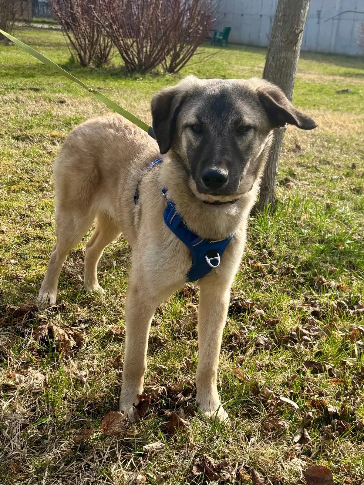 SAMU, male Mixed Breed for adoption at Tierheim Krems, Krems
