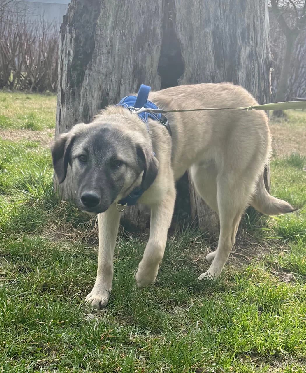 SAMU, male Mixed Breed for adoption at Tierheim Krems, Krems — photo 2 of 6