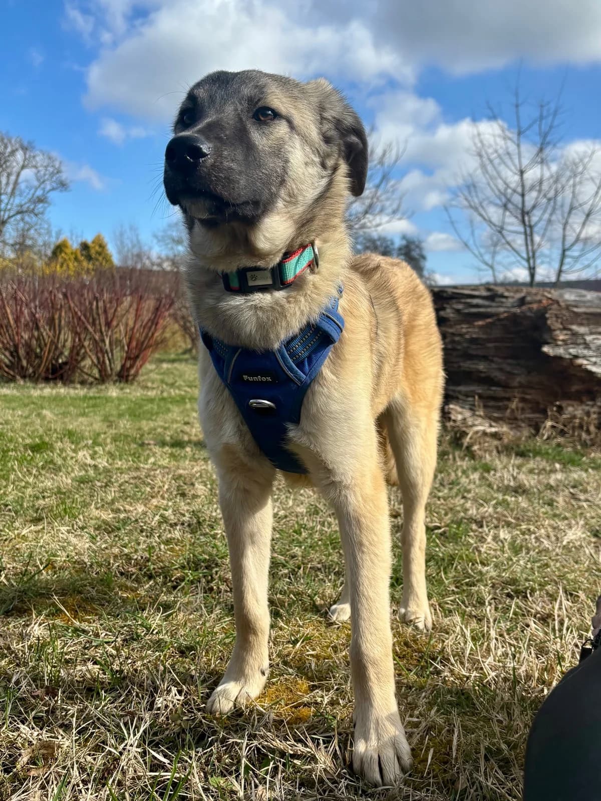 SAMU, male Mixed Breed for adoption at Tierheim Krems, Krems — photo 3 of 6