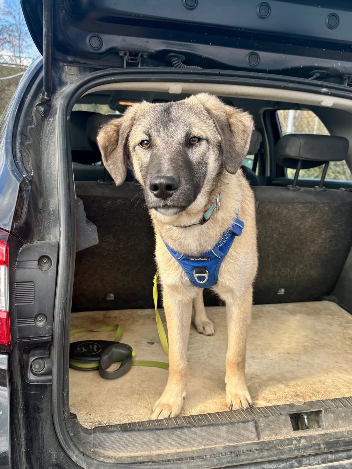 SAMU, male Mixed Breed for adoption at Tierheim Krems, Krems — photo 4 of 6