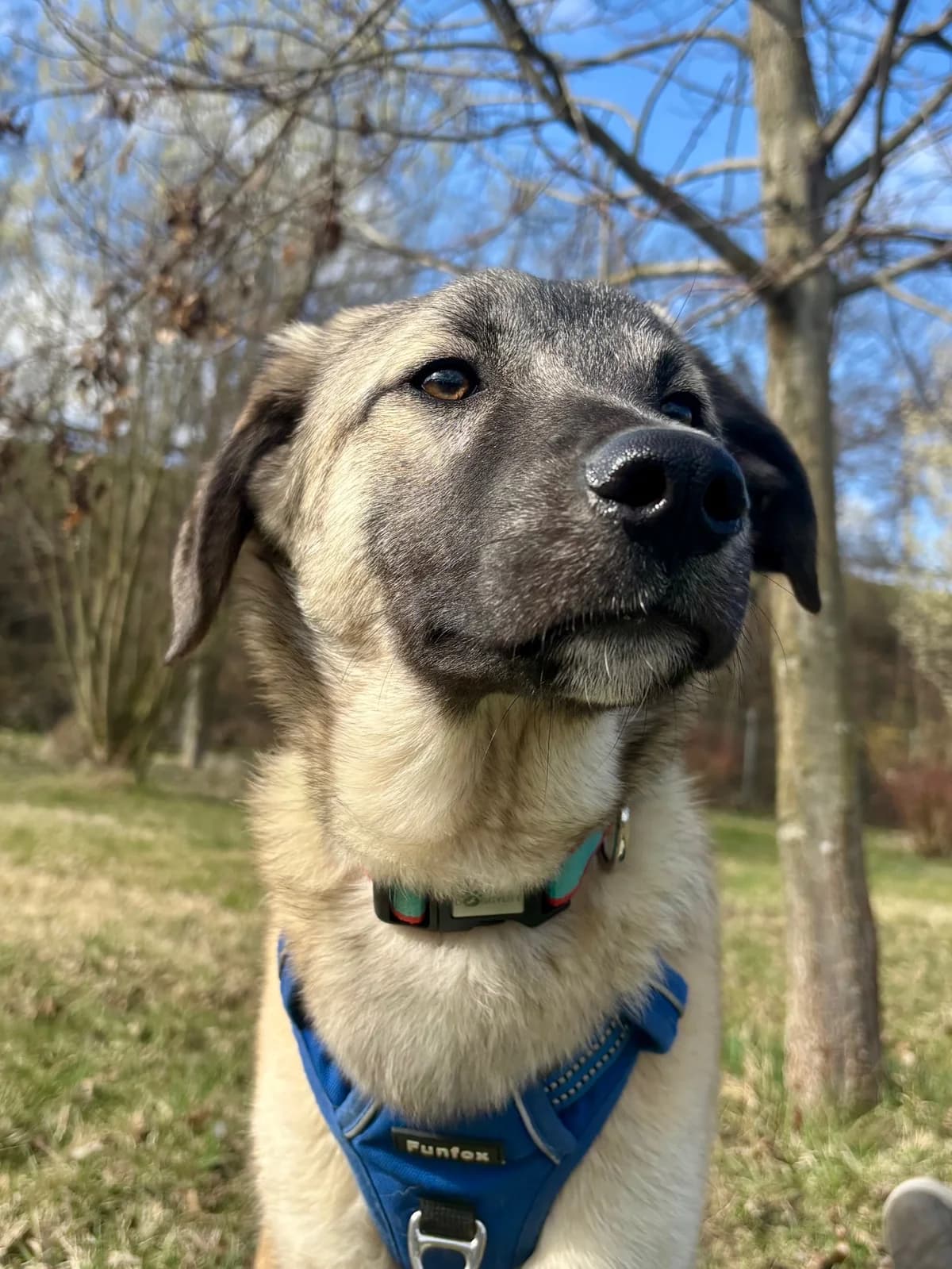 SAMU, male Mixed Breed for adoption at Tierheim Krems, Krems — photo 5 of 6