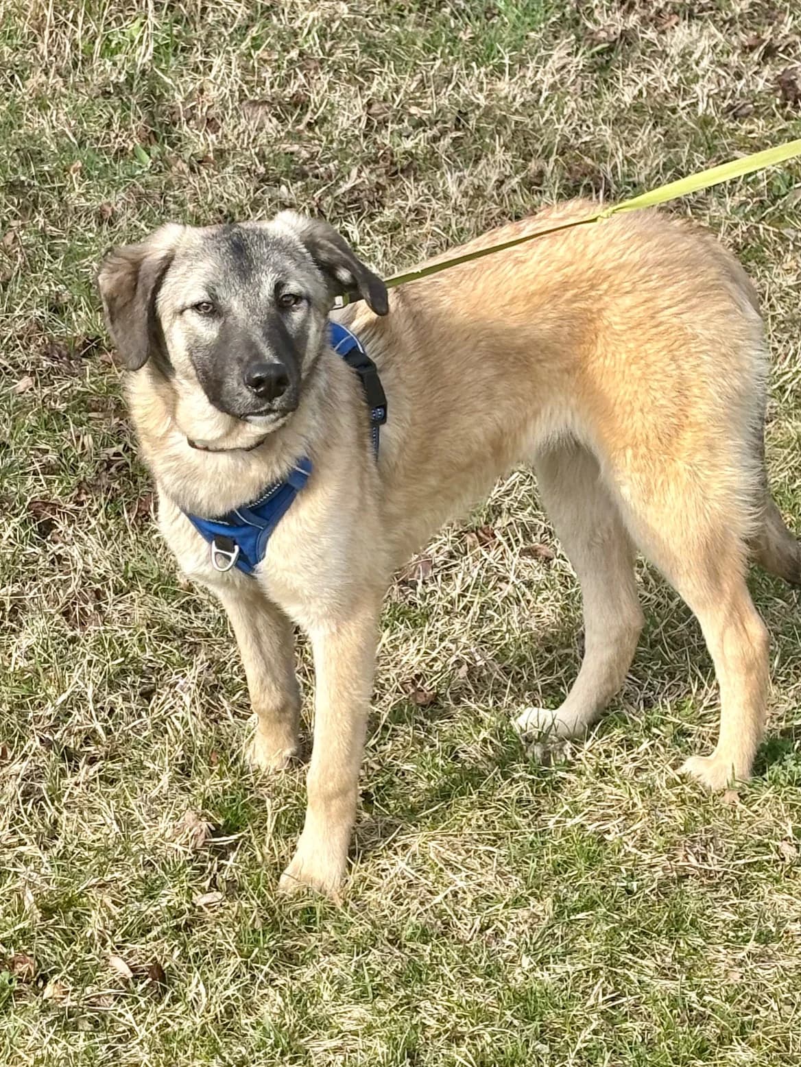 SAMU, male Mixed Breed for adoption at Tierheim Krems, Krems — photo 6 of 6