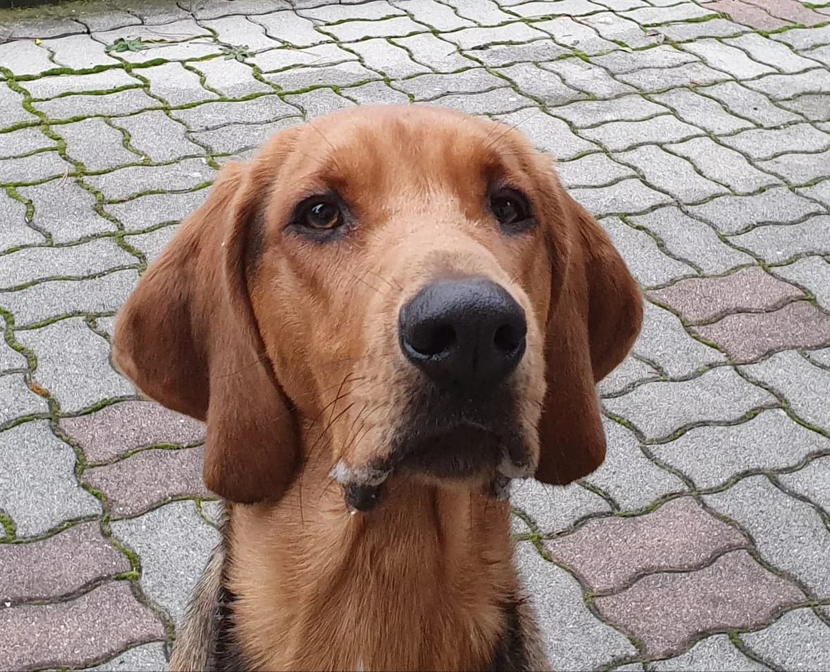 SKY, male mixed breed for adoption at Tierheim Krems, Krems