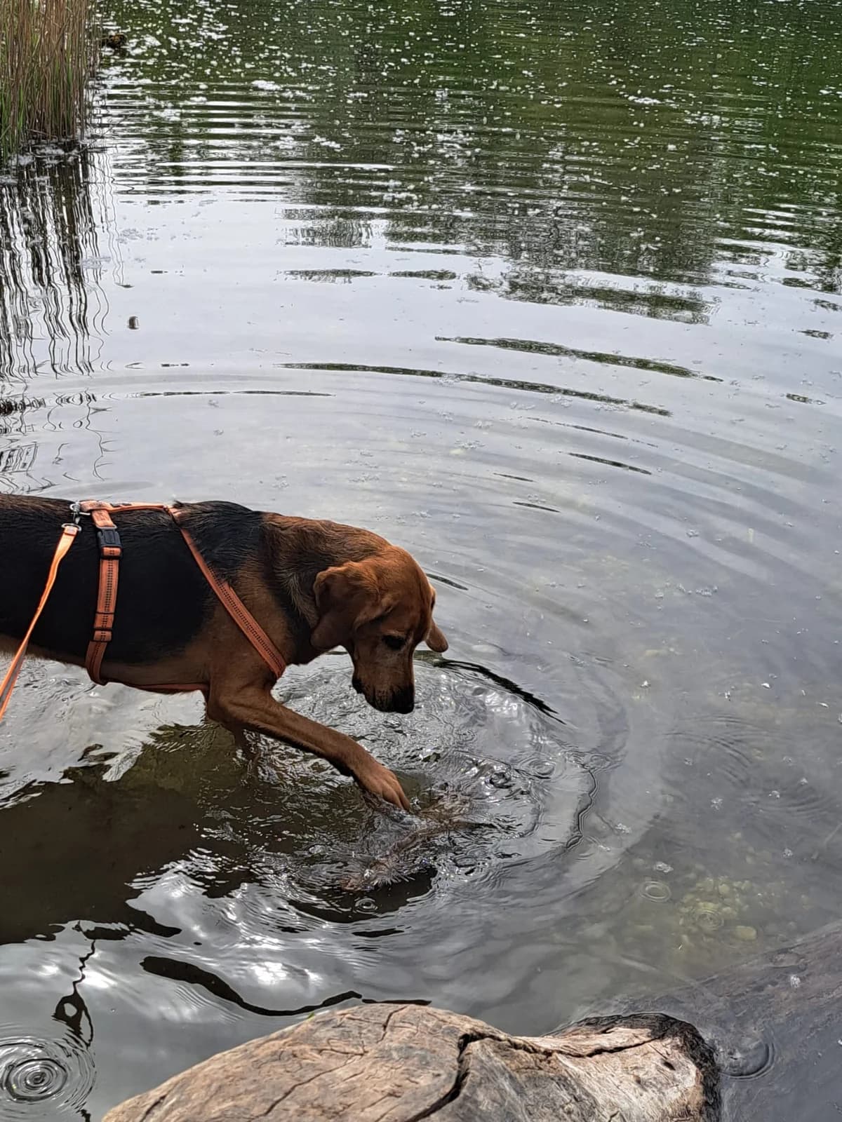 SKY, male mixed breed for adoption at Tierheim Krems, Krems — photo 2 of 6