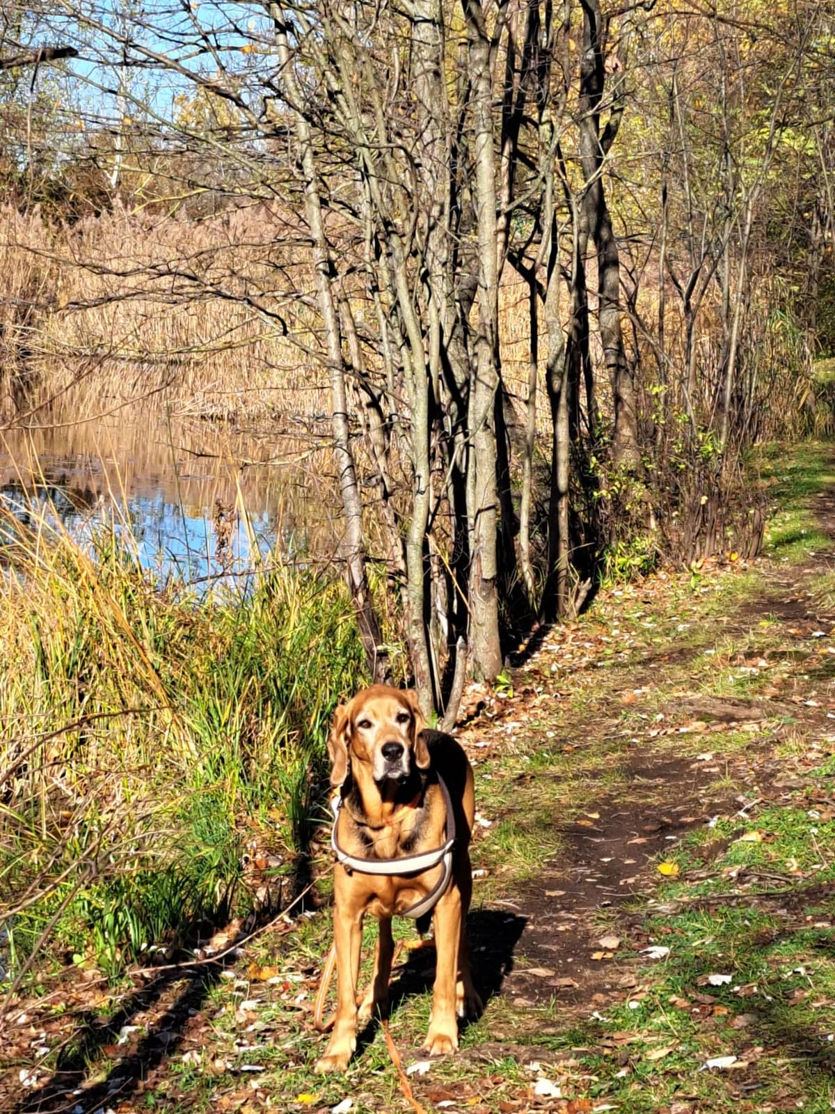 SKY, male mixed breed for adoption at Tierheim Krems, Krems — photo 3 of 6