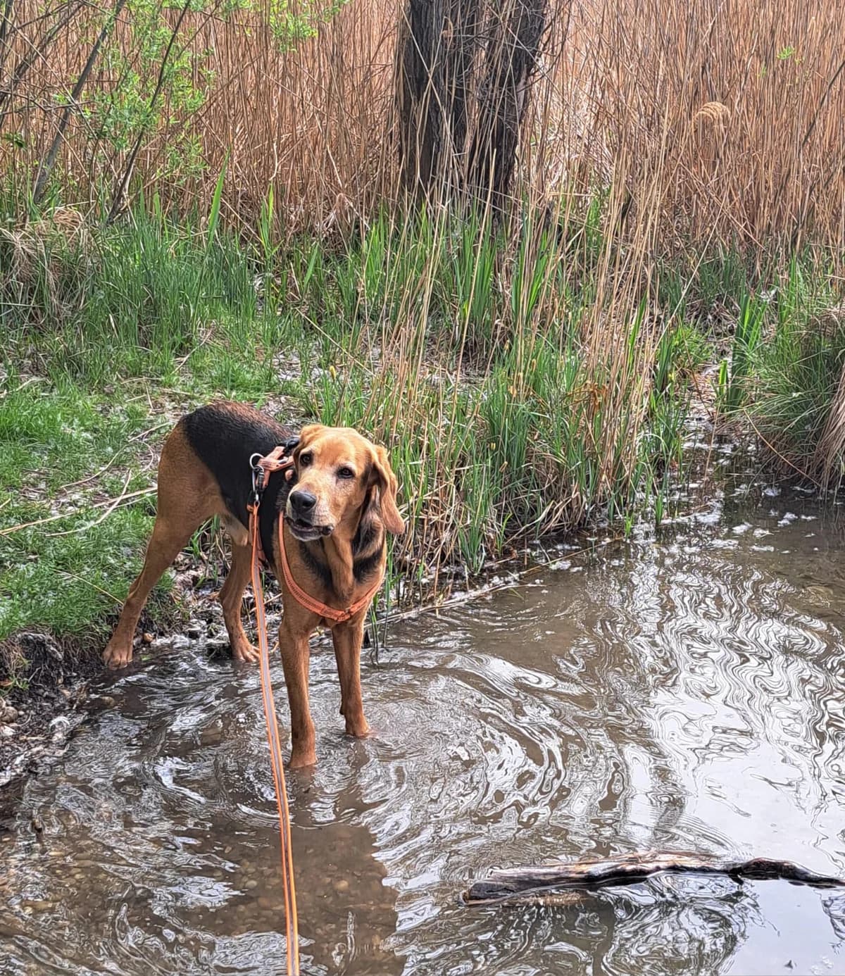 SKY, male mixed breed for adoption at Tierheim Krems, Krems — photo 4 of 6