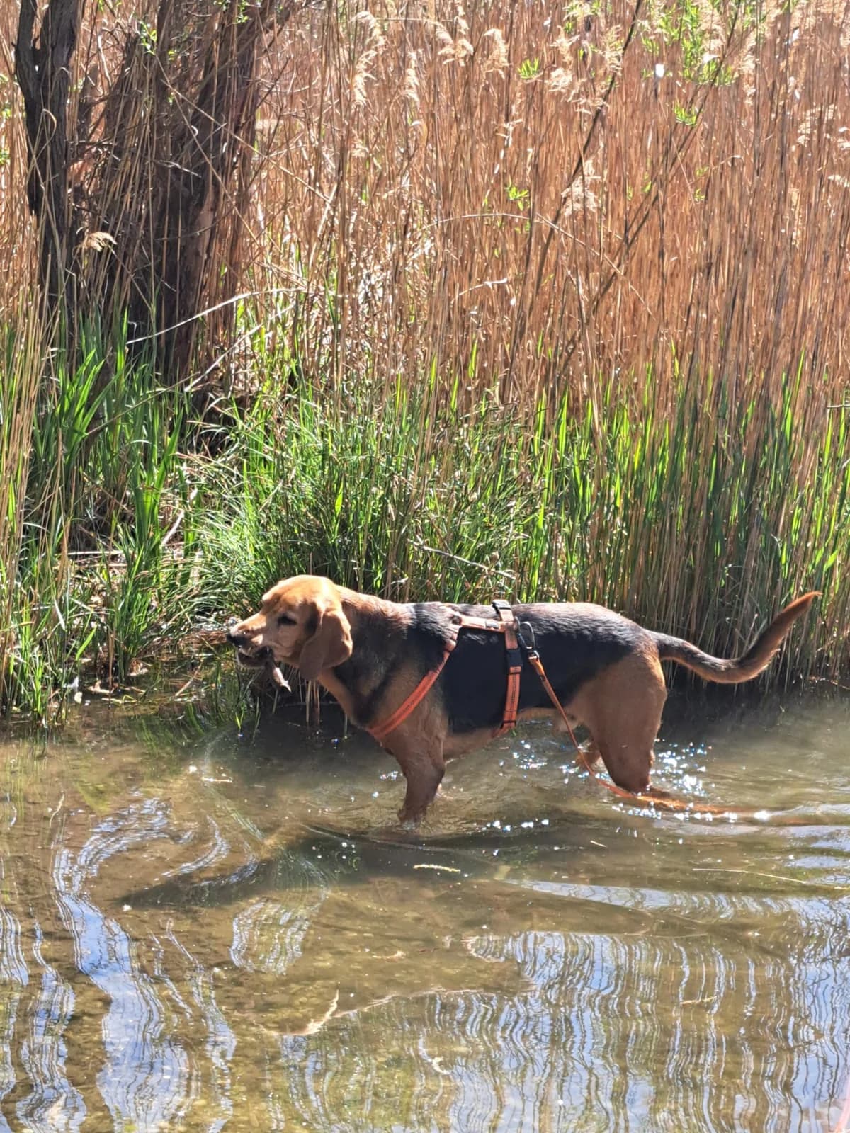 SKY, male mixed breed for adoption at Tierheim Krems, Krems — photo 5 of 6
