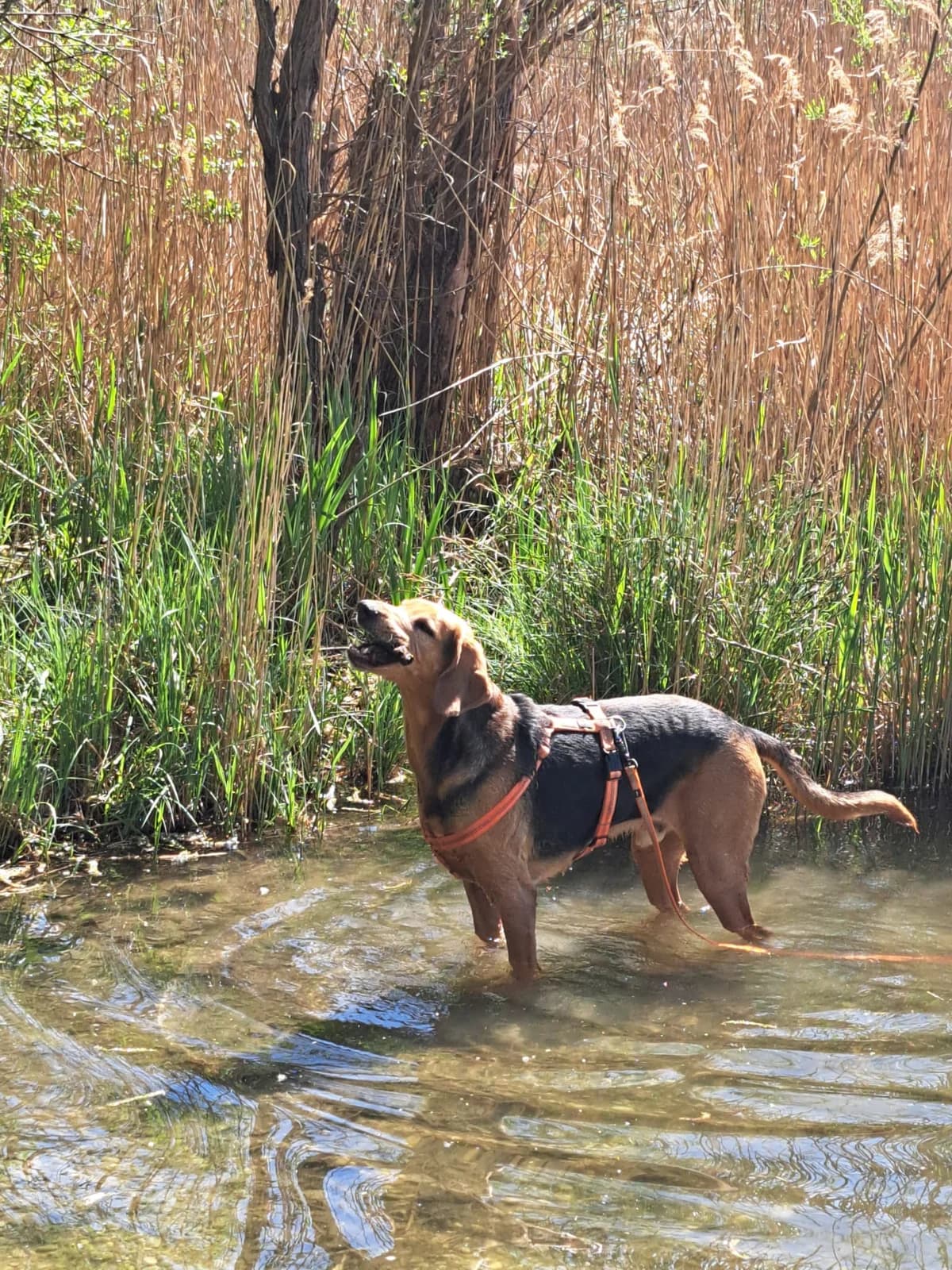 SKY, male mixed breed for adoption at Tierheim Krems, Krems — photo 6 of 6