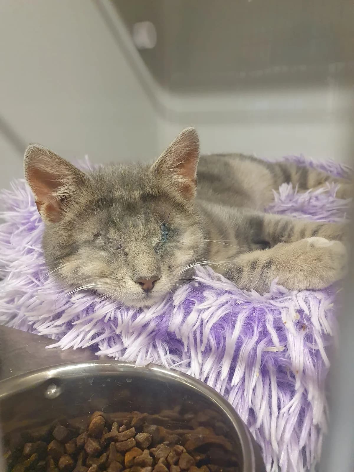 LEGOLAS & LUCIO, getigert male mixed breed for adoption at Tierheim Krems, Krems