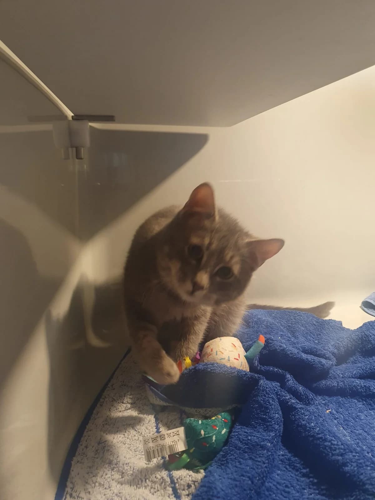 LEGOLAS & LUCIO, getigert male mixed breed for adoption at Tierheim Krems, Krems — photo 2 of 2