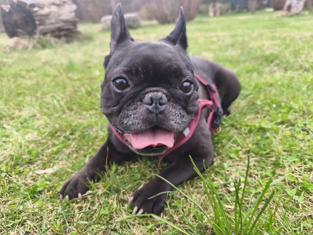AMY, female French Bulldog for adoption at Tierheim Krems, Krems