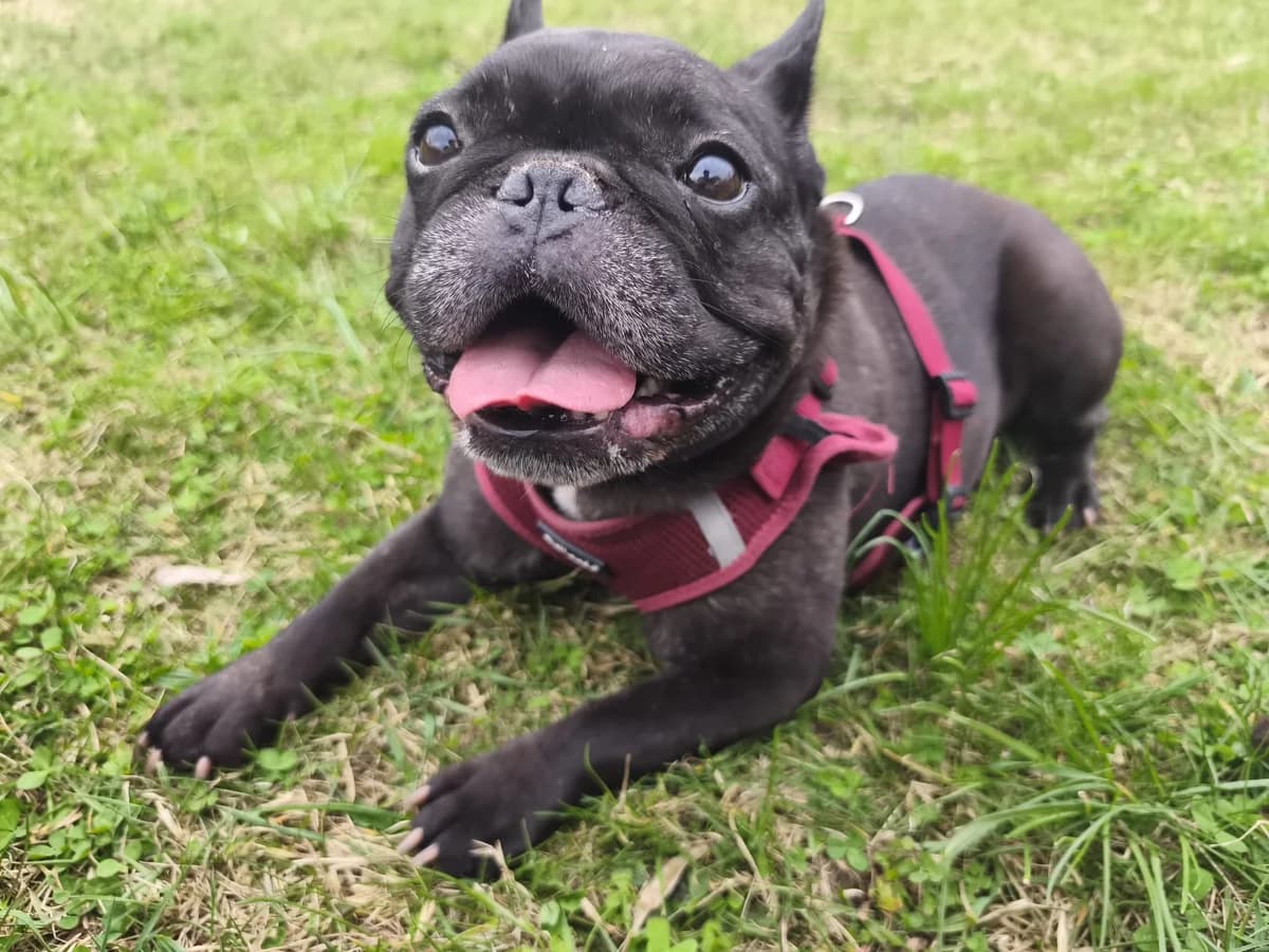 AMY, female French Bulldog for adoption at Tierheim Krems, Krems — photo 2 of 3