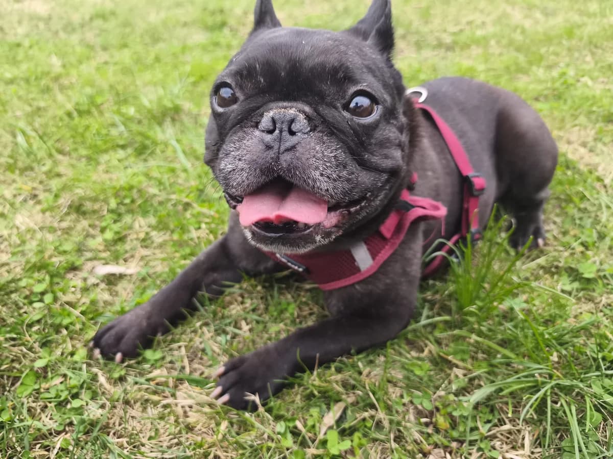 AMY, female French Bulldog for adoption at Tierheim Krems, Krems — photo 3 of 3