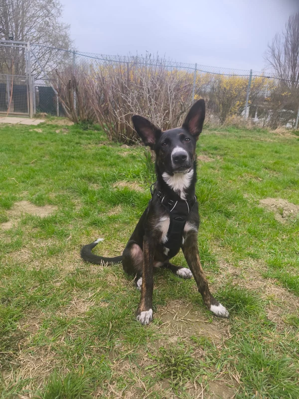 MILA, female Mixed Breed for adoption at Tierheim Krems, Krems