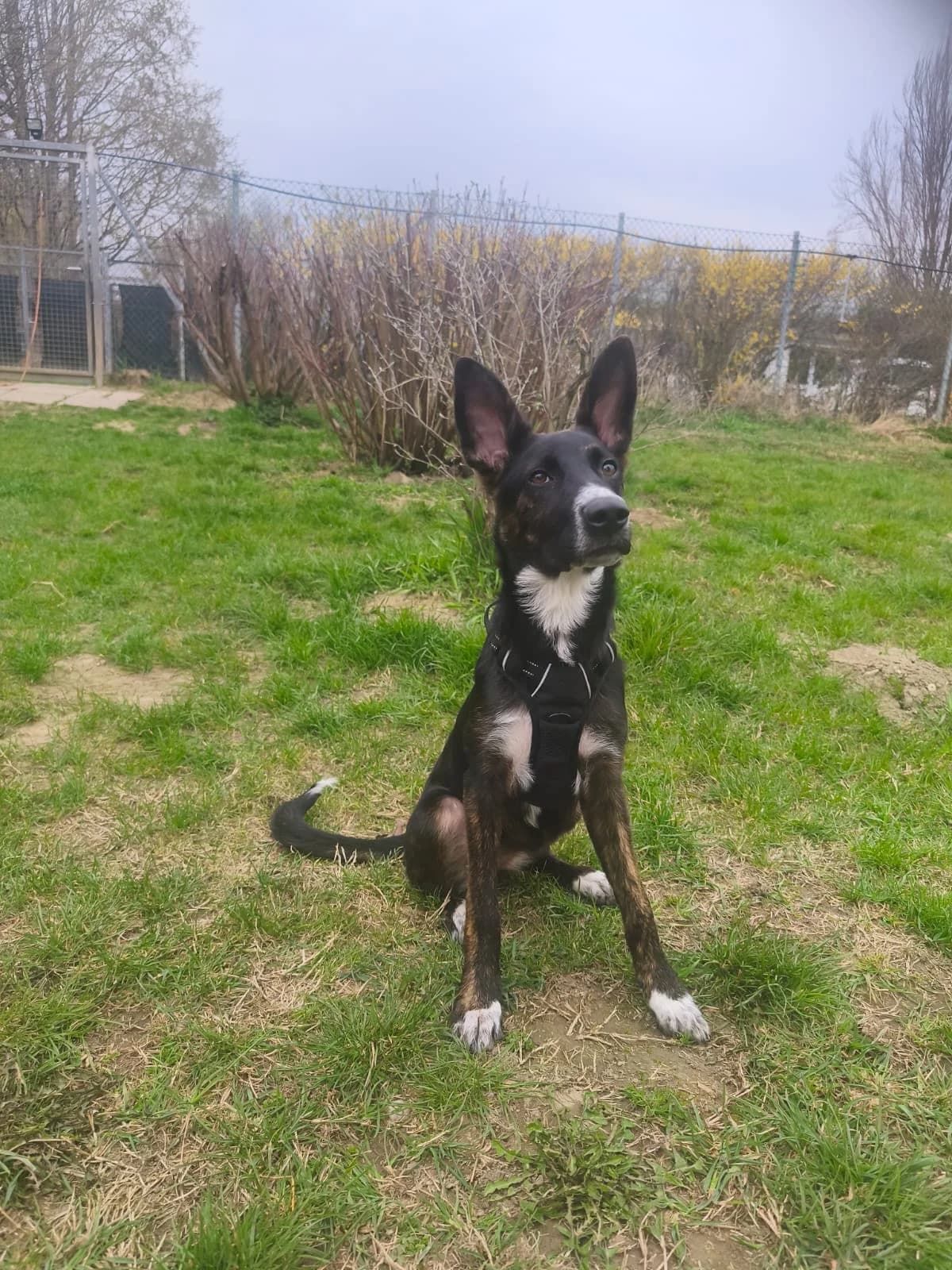 MILA, female Mixed Breed for adoption at Tierheim Krems, Krems — photo 2 of 4
