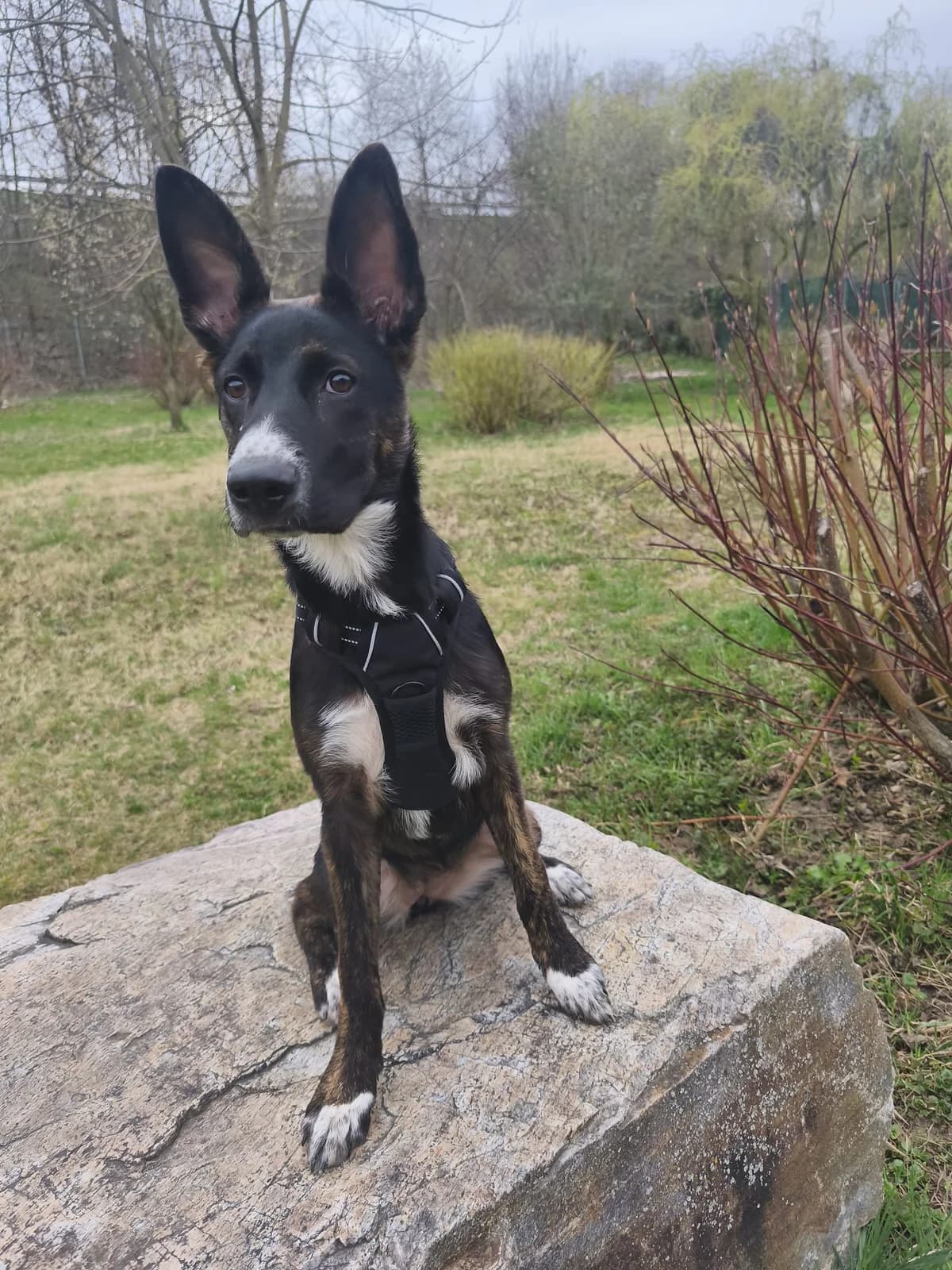 MILA, female Mixed Breed for adoption at Tierheim Krems, Krems — photo 3 of 4
