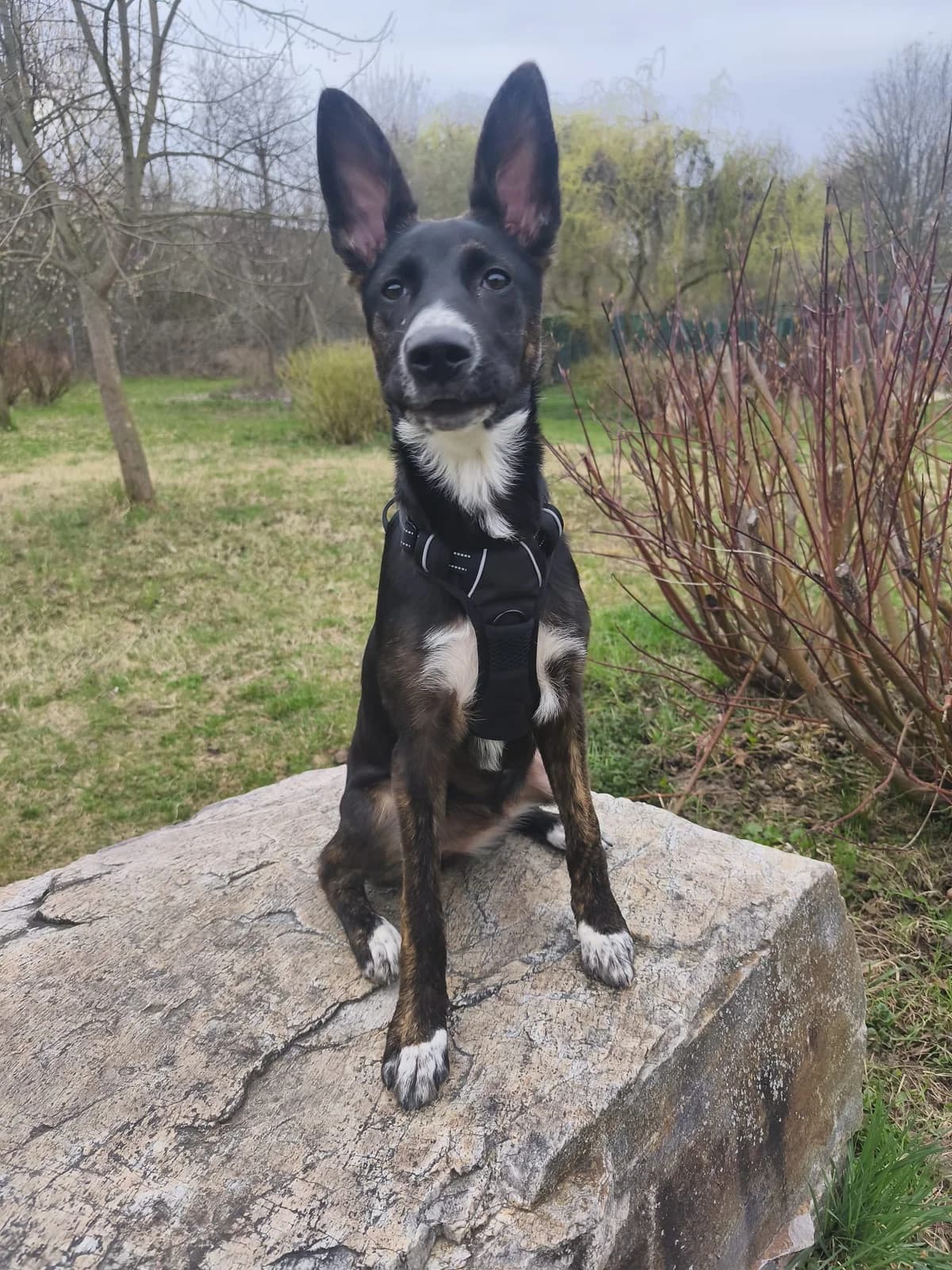 MILA, female Mixed Breed for adoption at Tierheim Krems, Krems — photo 4 of 4