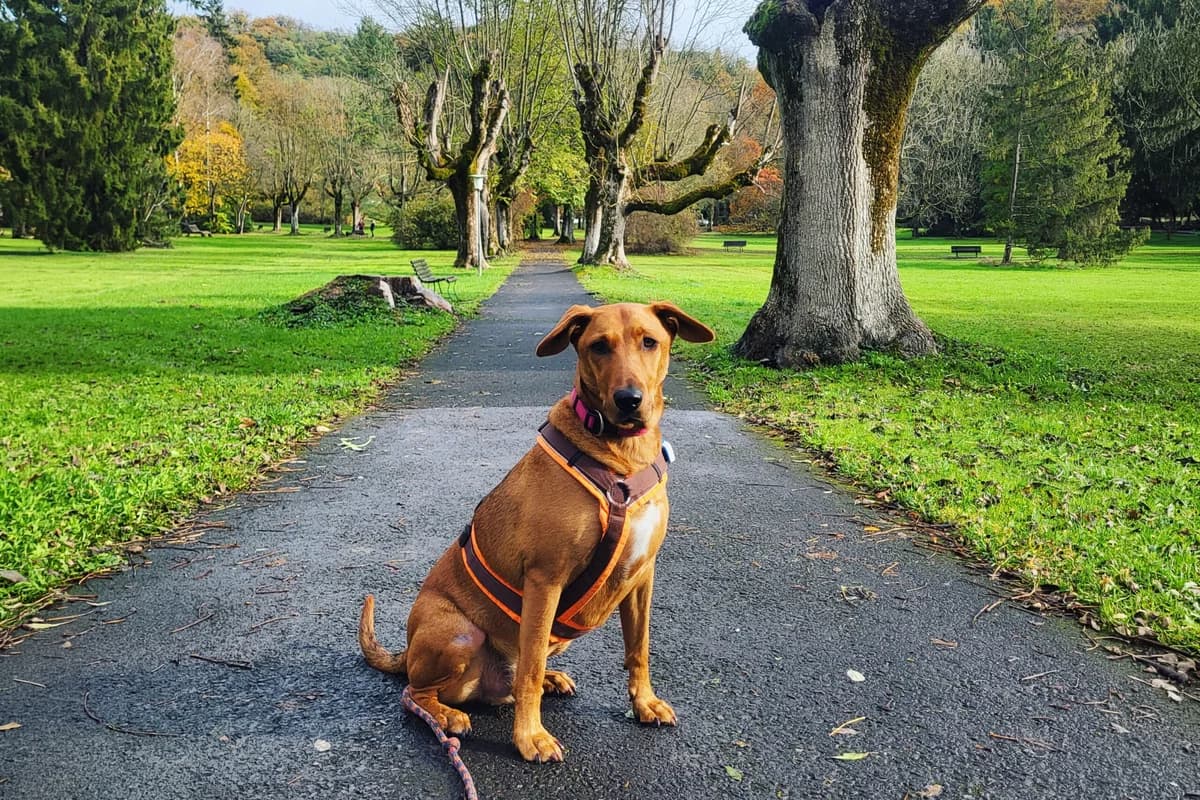 KILO,  Vizsla for adoption at Krems