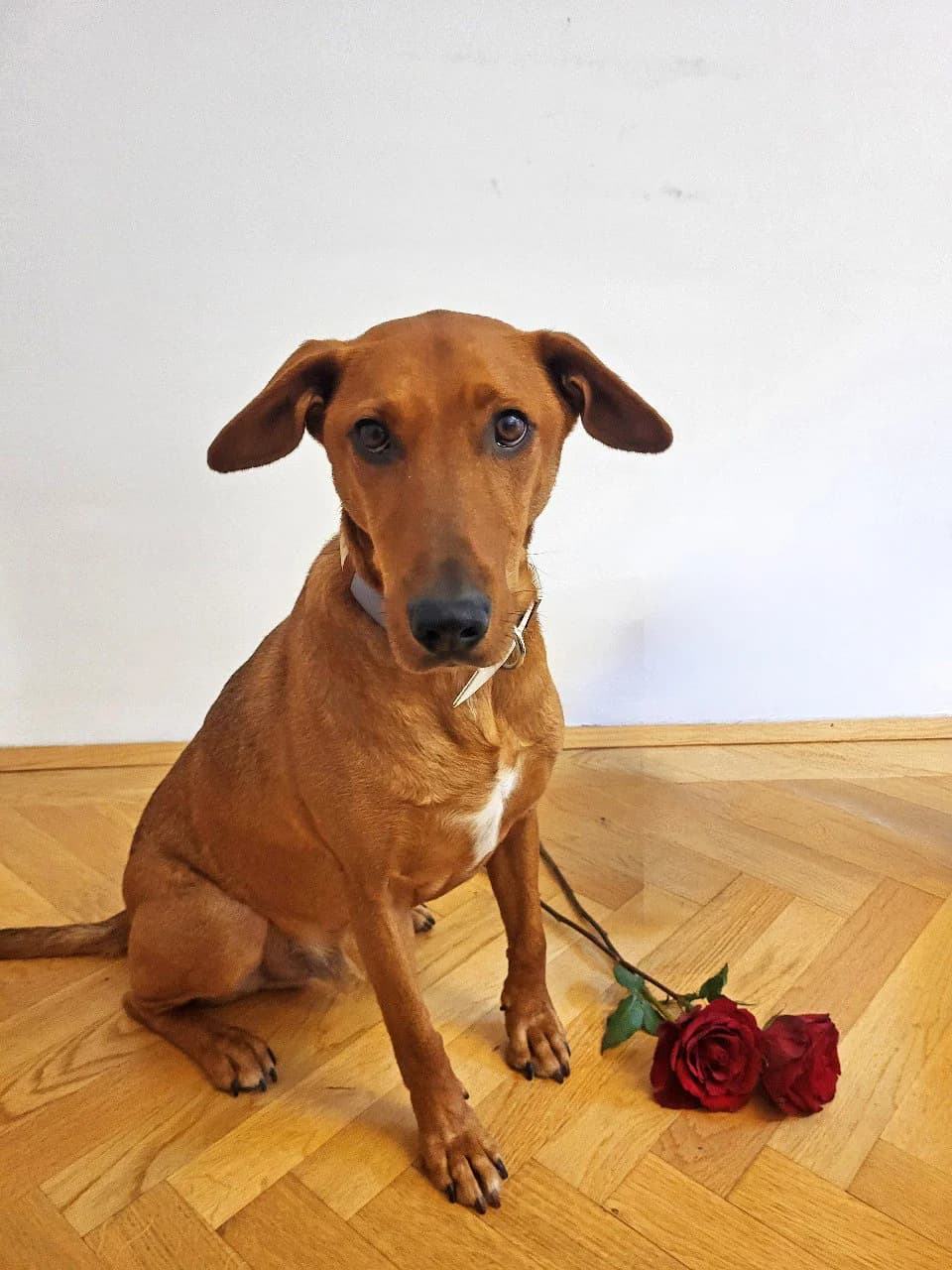 KILO,  Vizsla for adoption at Tierheim Krems, Krems — photo 2 of 6