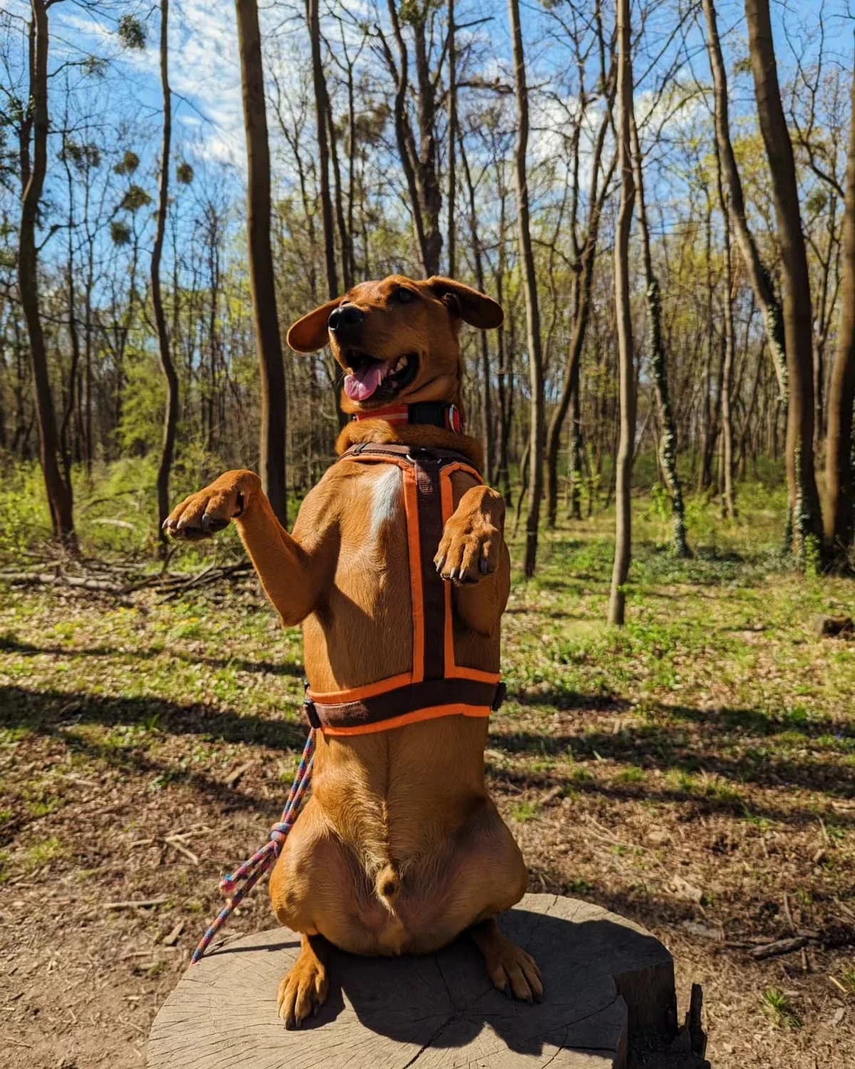 KILO,  Vizsla for adoption at Tierheim Krems, Krems — photo 3 of 6