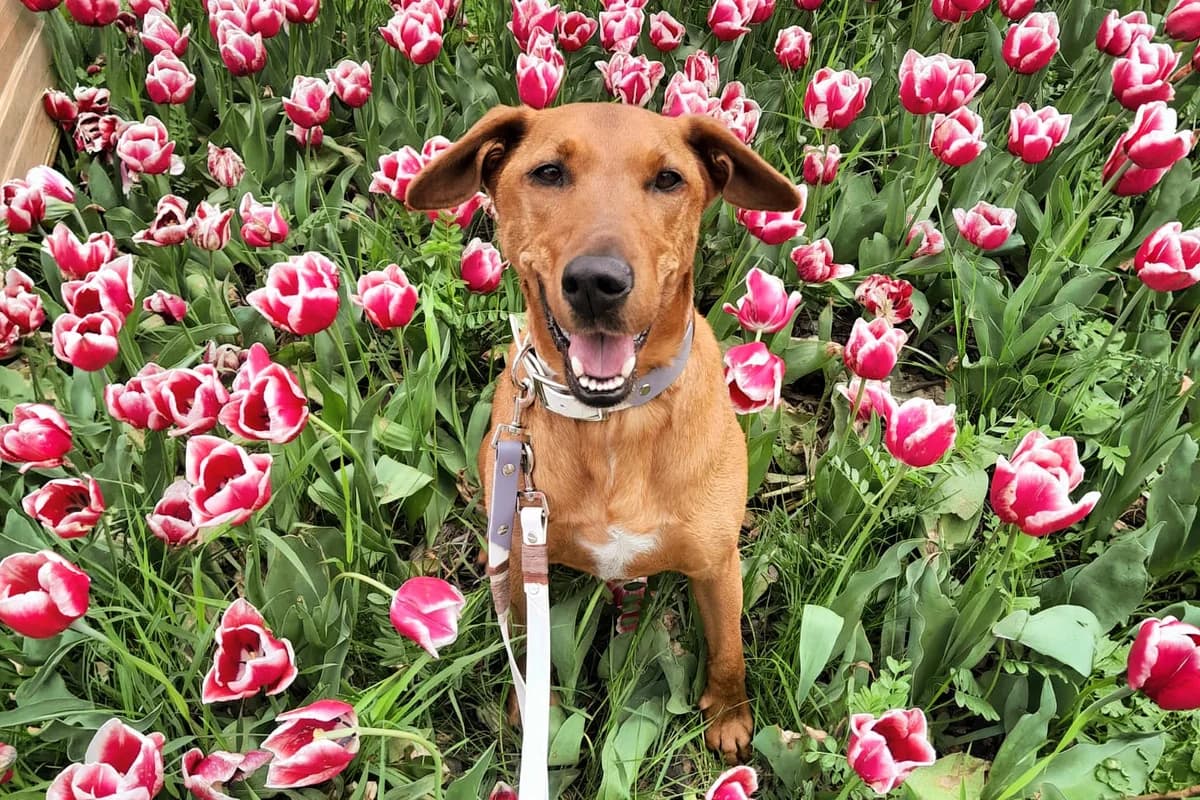 KILO,  Vizsla for adoption at Tierheim Krems, Krems — photo 4 of 6