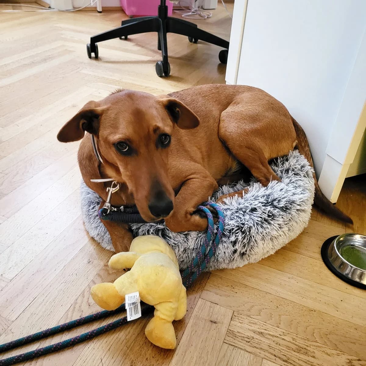 KILO,  Vizsla for adoption at Tierheim Krems, Krems — photo 5 of 6