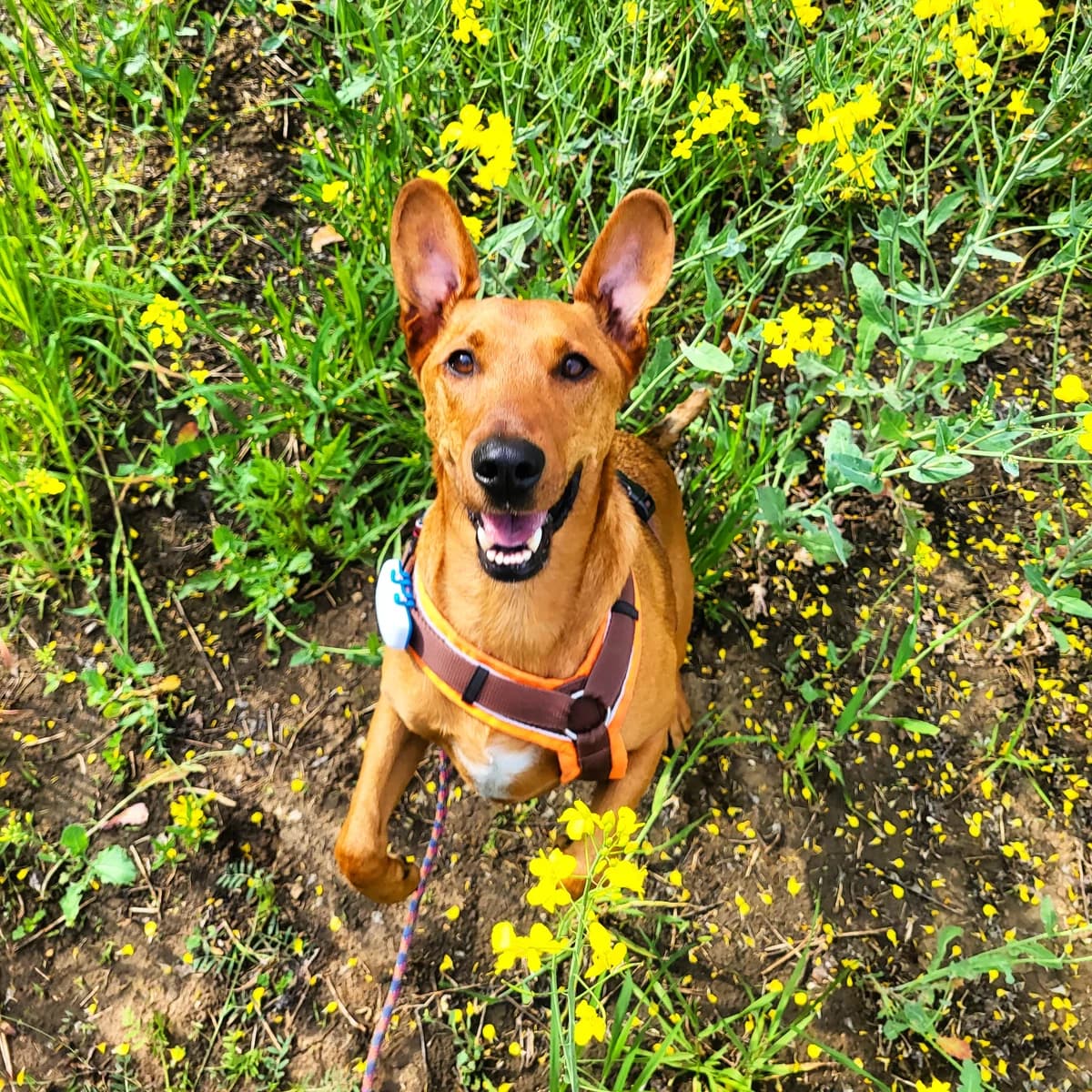 KILO,  Vizsla for adoption at Tierheim Krems, Krems — photo 6 of 6