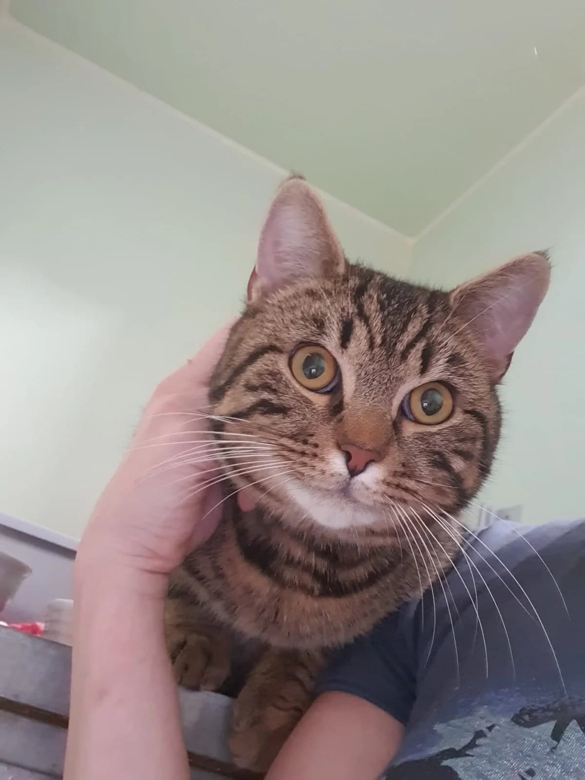 MIKE, getigert male mixed breed for adoption at Tierheim Krems, Krems