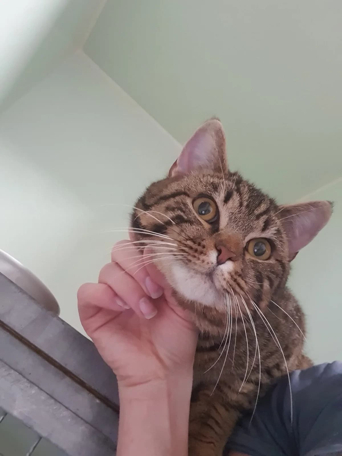 MIKE, getigert male mixed breed for adoption at Tierheim Krems, Krems — photo 2 of 4