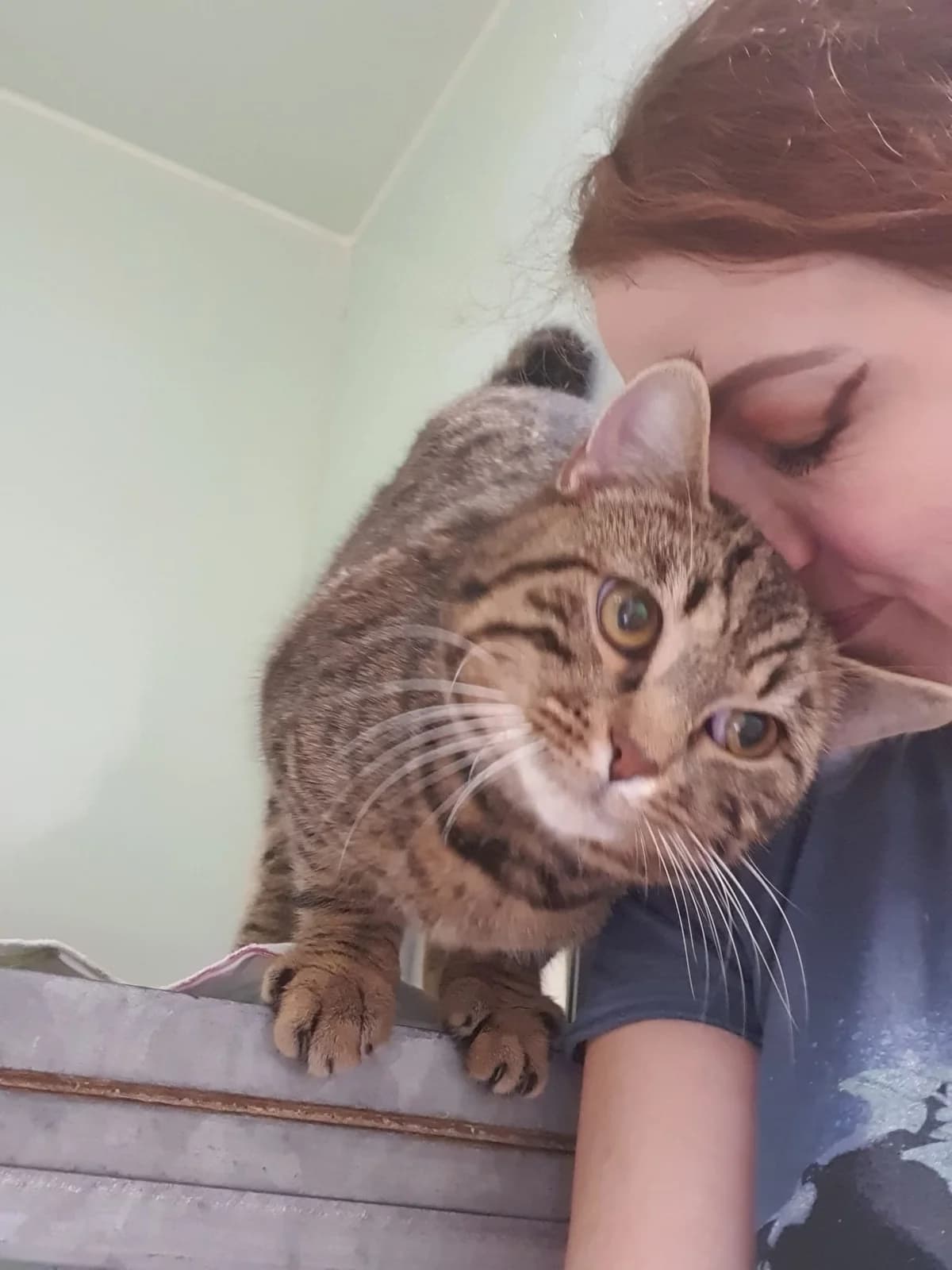 MIKE, getigert male mixed breed for adoption at Tierheim Krems, Krems — photo 3 of 4