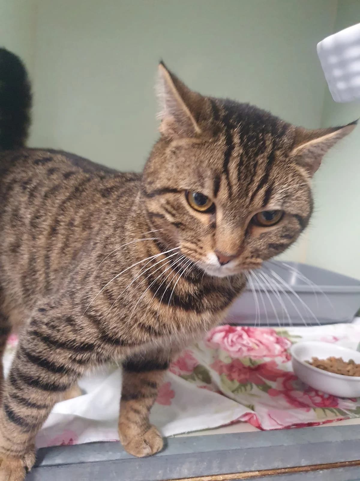 MIKE, getigert male mixed breed for adoption at Tierheim Krems, Krems — photo 4 of 4