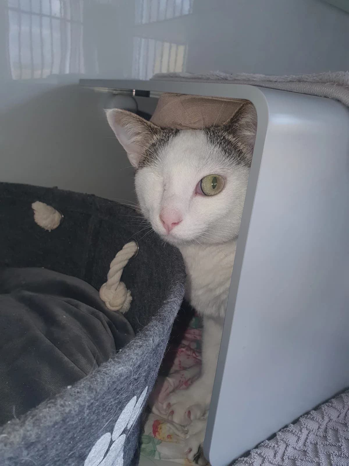 SALLY, weiß-getigert female young mixed breed for adoption at Tierheim Krems, Krems an der Donau