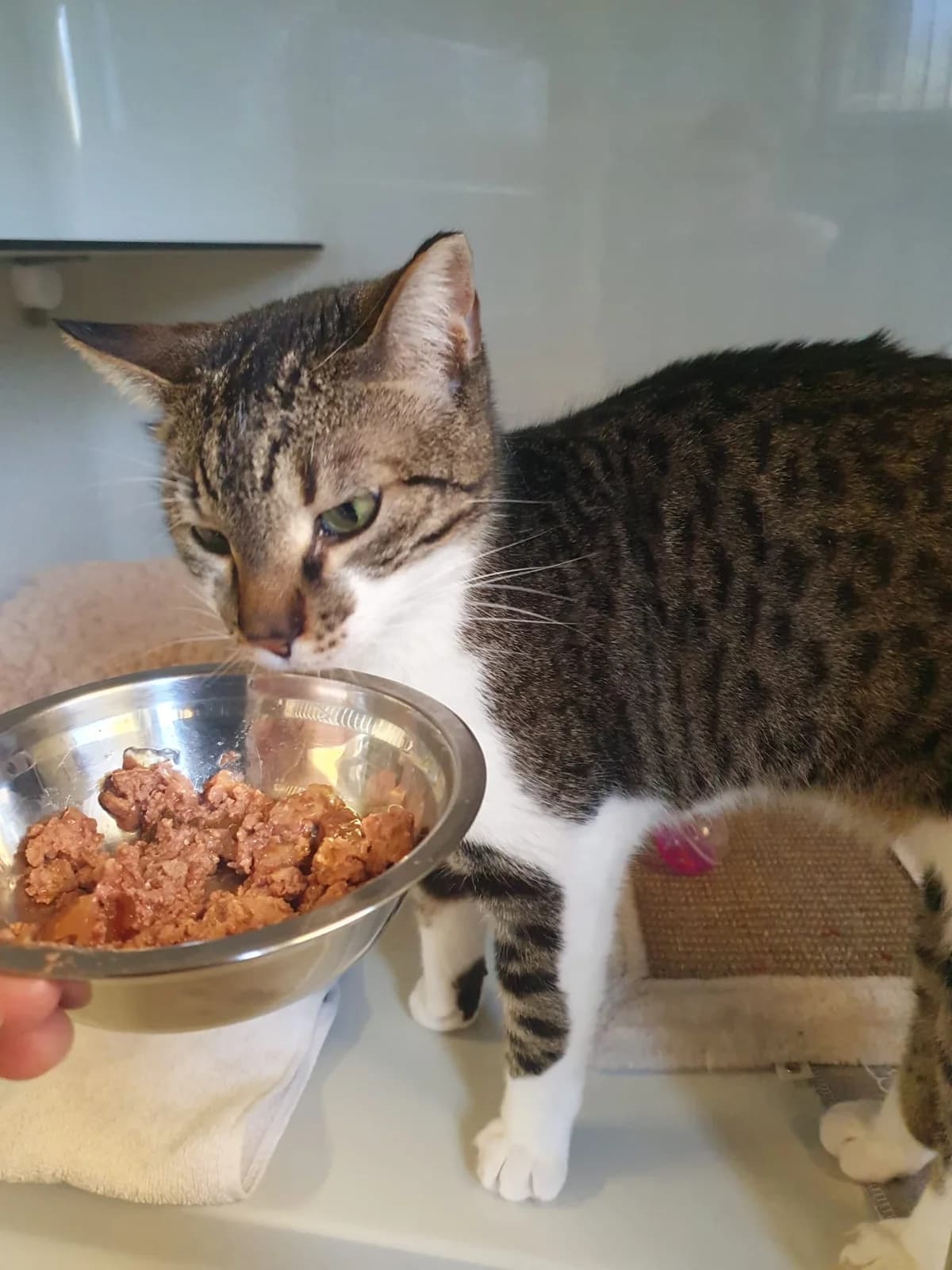 NALA, weiß-getigert female mixed breed for adoption at Tierheim Krems, Krems