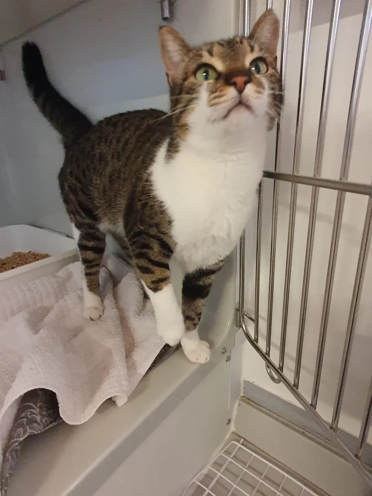 NALA, weiß-getigert female mixed breed for adoption at Tierheim Krems, Krems — photo 2 of 4