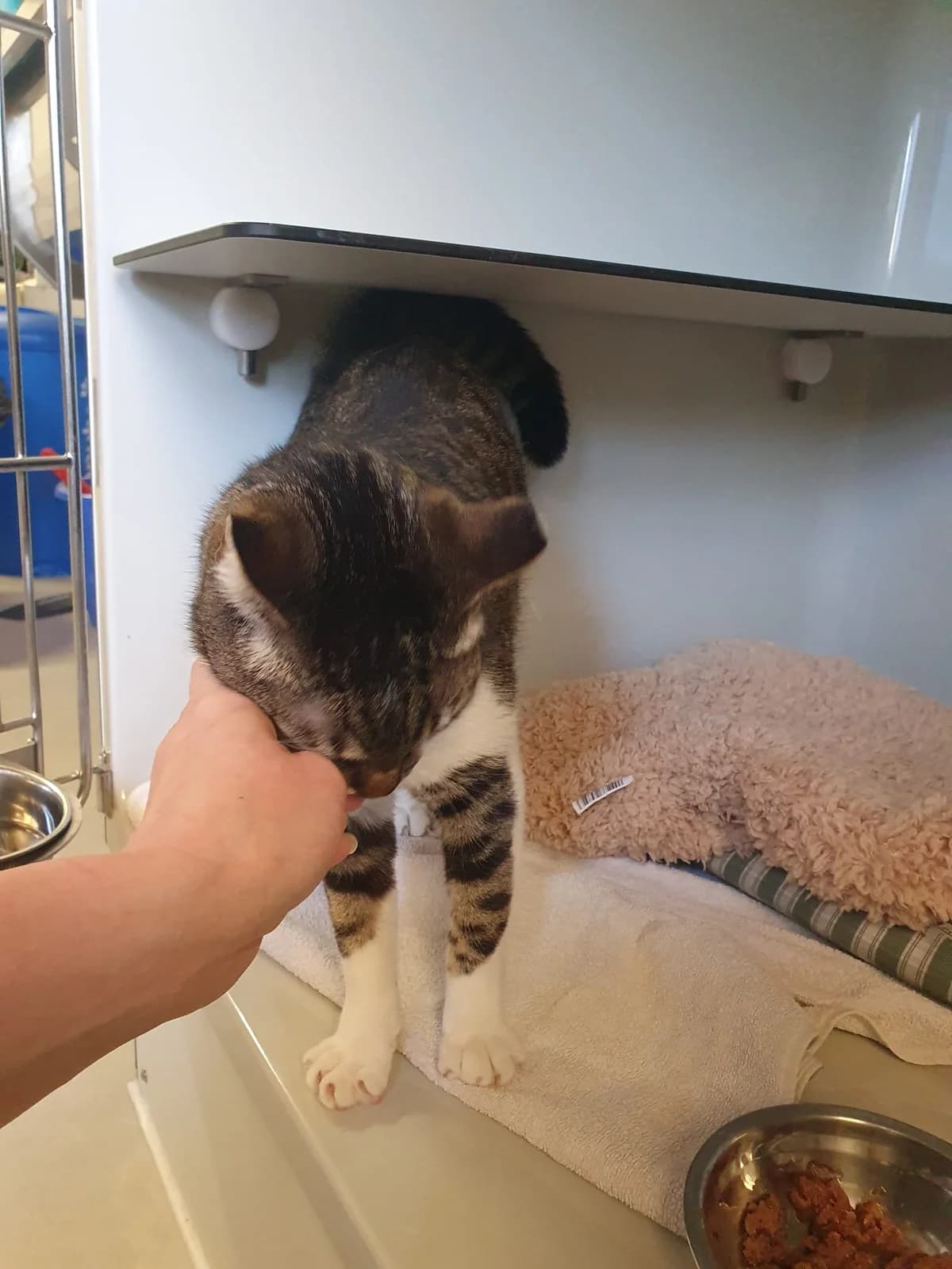 NALA, weiß-getigert female mixed breed for adoption at Tierheim Krems, Krems — photo 3 of 4