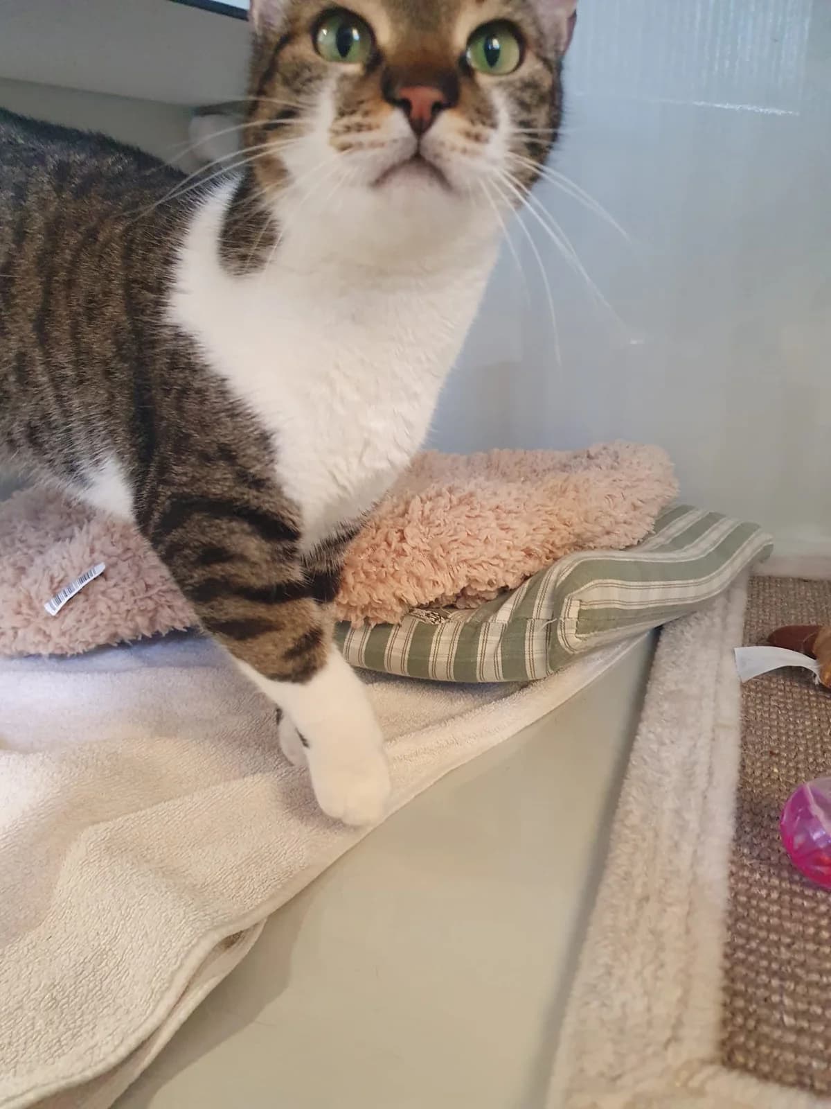 NALA, weiß-getigert female mixed breed for adoption at Tierheim Krems, Krems — photo 4 of 4