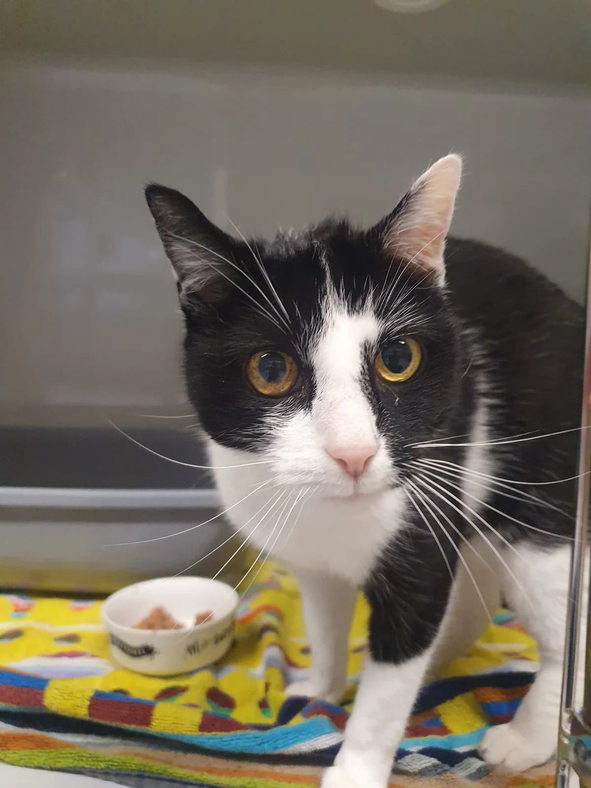 HAZEL, schwarz-weiß female young mixed breed for adoption at Tierheim Krems, Krems an der Donau