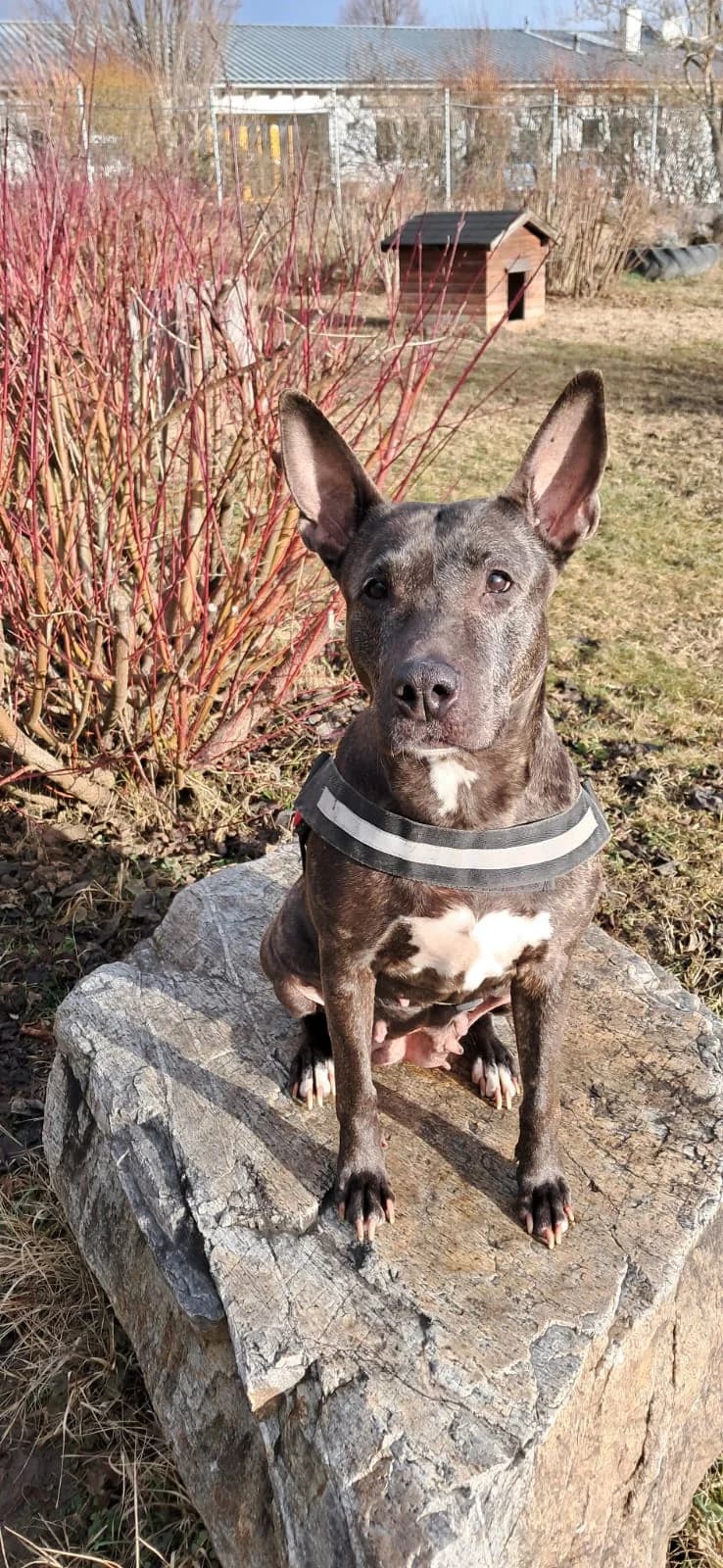 ROSE, female Mixed Breed for adoption at Tierheim Krems, Krems