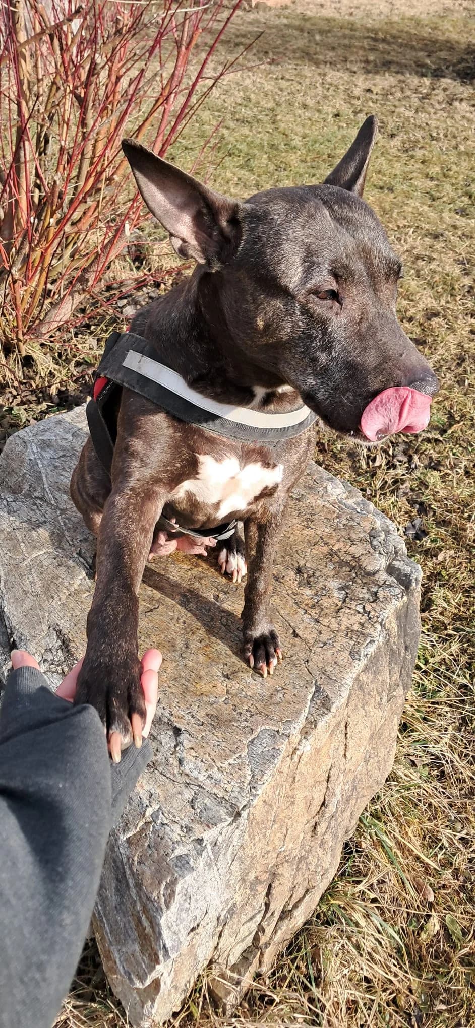 ROSE, female Mixed Breed for adoption at Tierheim Krems, Krems — photo 2 of 5