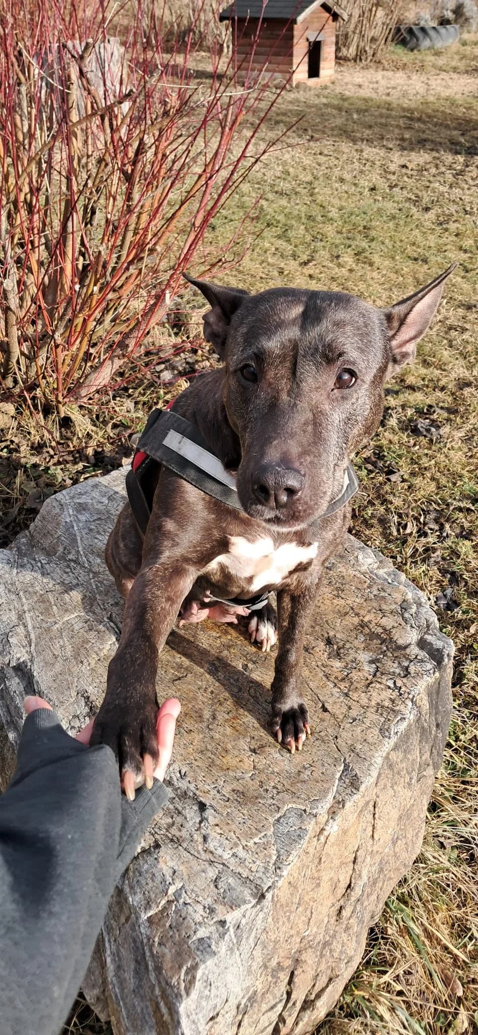 ROSE, female Mixed Breed for adoption at Tierheim Krems, Krems — photo 3 of 5