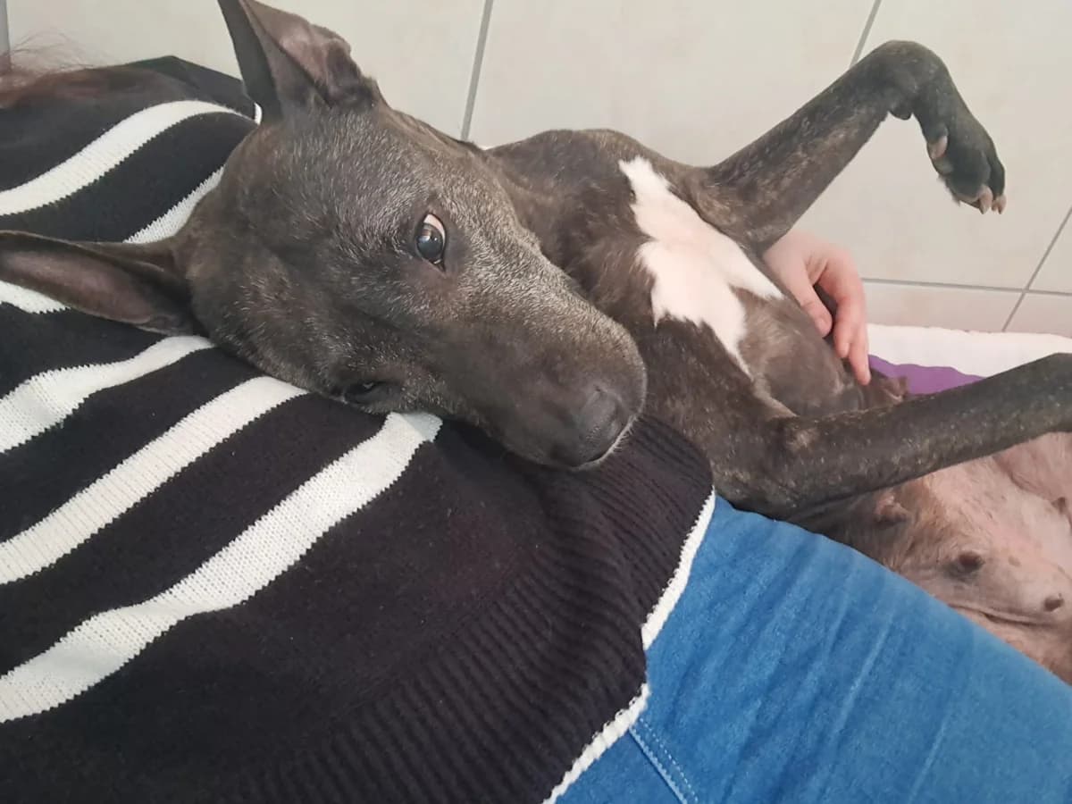 ROSE, female Mixed Breed for adoption at Tierheim Krems, Krems — photo 4 of 5