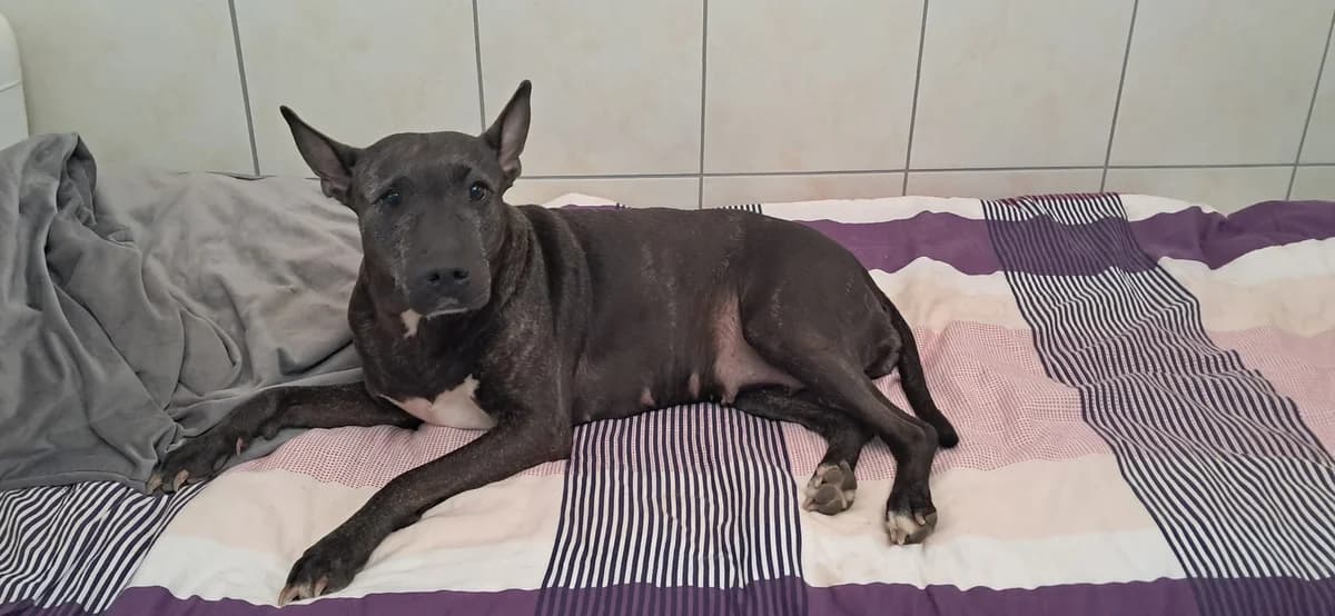 ROSE, female Mixed Breed for adoption at Tierheim Krems, Krems — photo 5 of 5