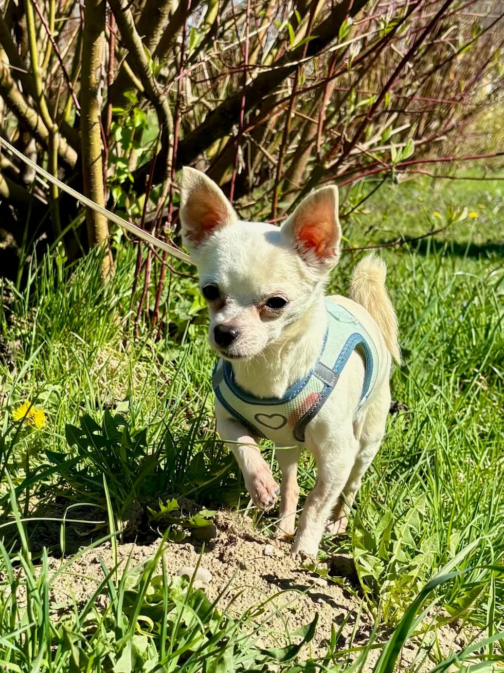 ROCKY – in Vermittlung, male senior Chihuahua for adoption at Tierheim Krems, Krems an der Donau