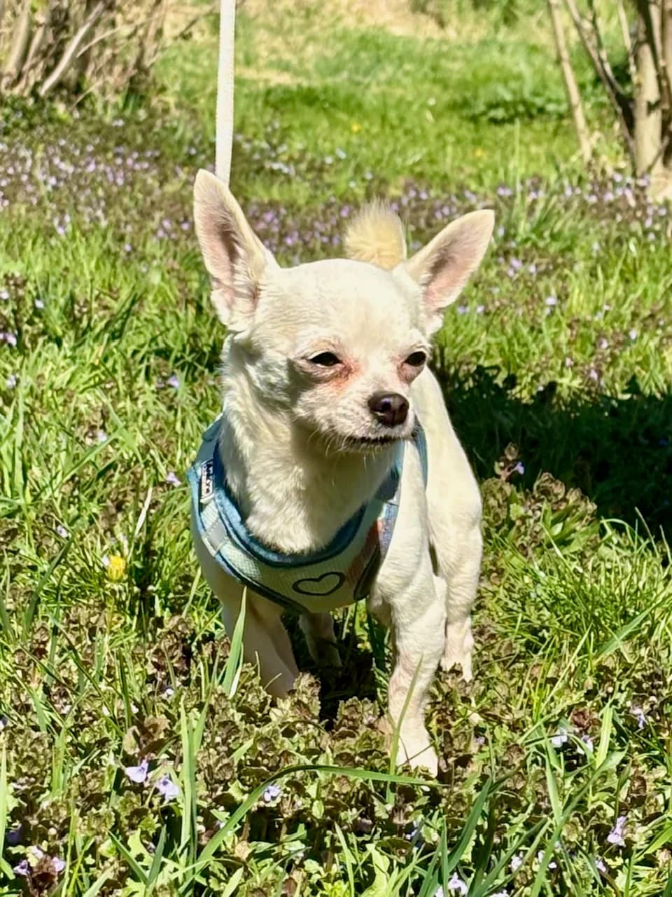 ROCKY, male Chihuahua for adoption at Tierheim Krems, Krems — photo 2 of 6