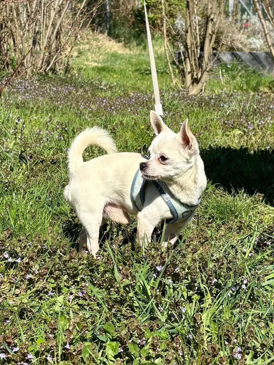 ROCKY, male Chihuahua for adoption at Tierheim Krems, Krems — photo 3 of 6