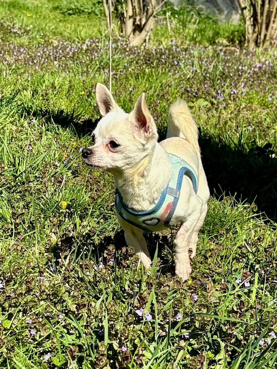 ROCKY, male Chihuahua for adoption at Tierheim Krems, Krems — photo 4 of 6