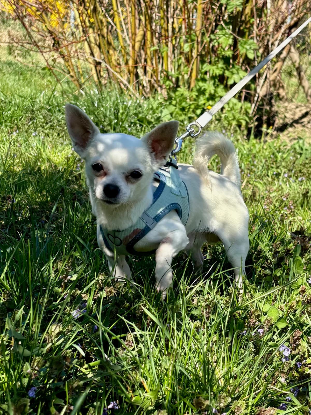 ROCKY, male Chihuahua for adoption at Tierheim Krems, Krems — photo 5 of 6