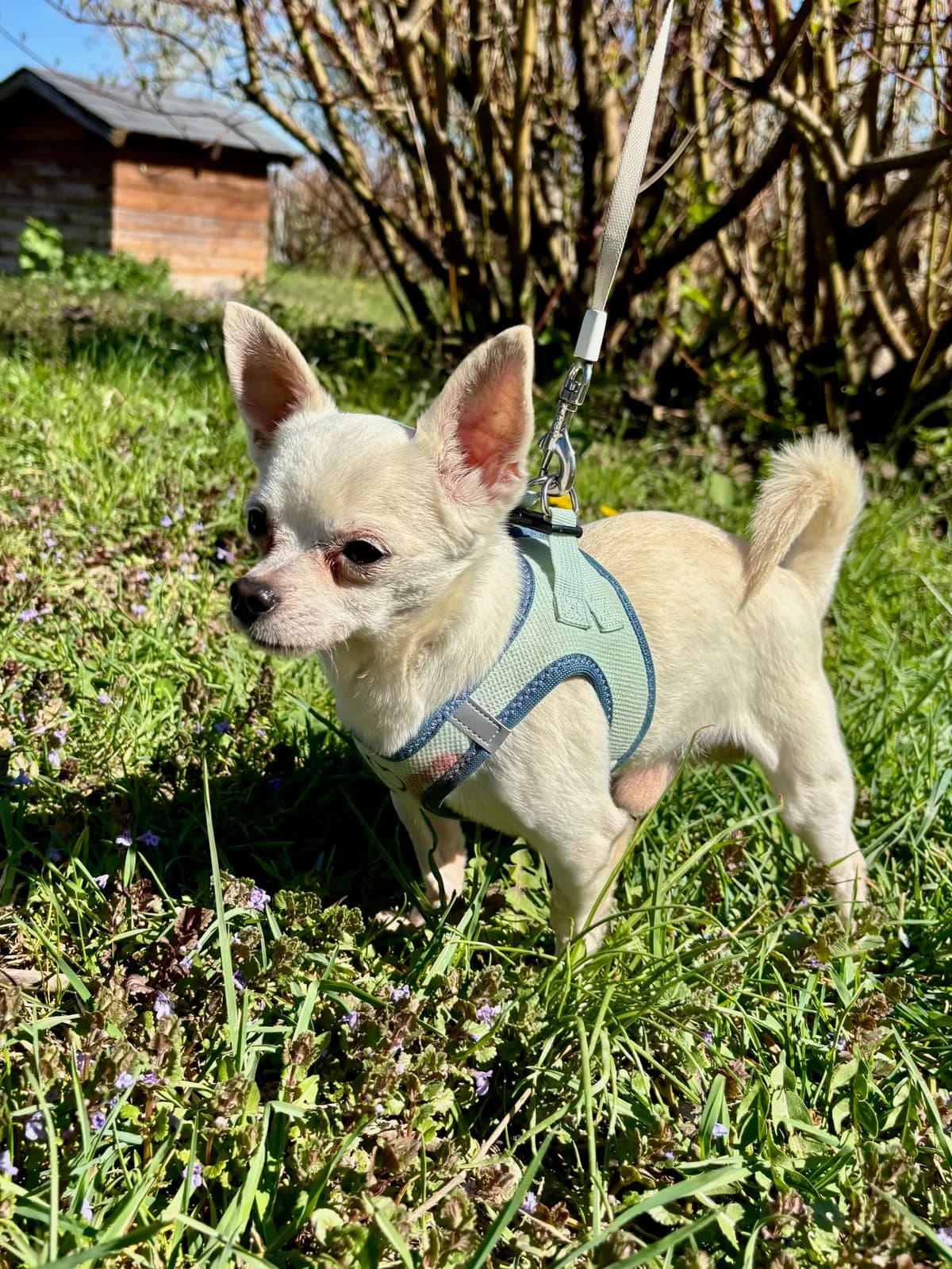 ROCKY, male Chihuahua for adoption at Tierheim Krems, Krems — photo 6 of 6