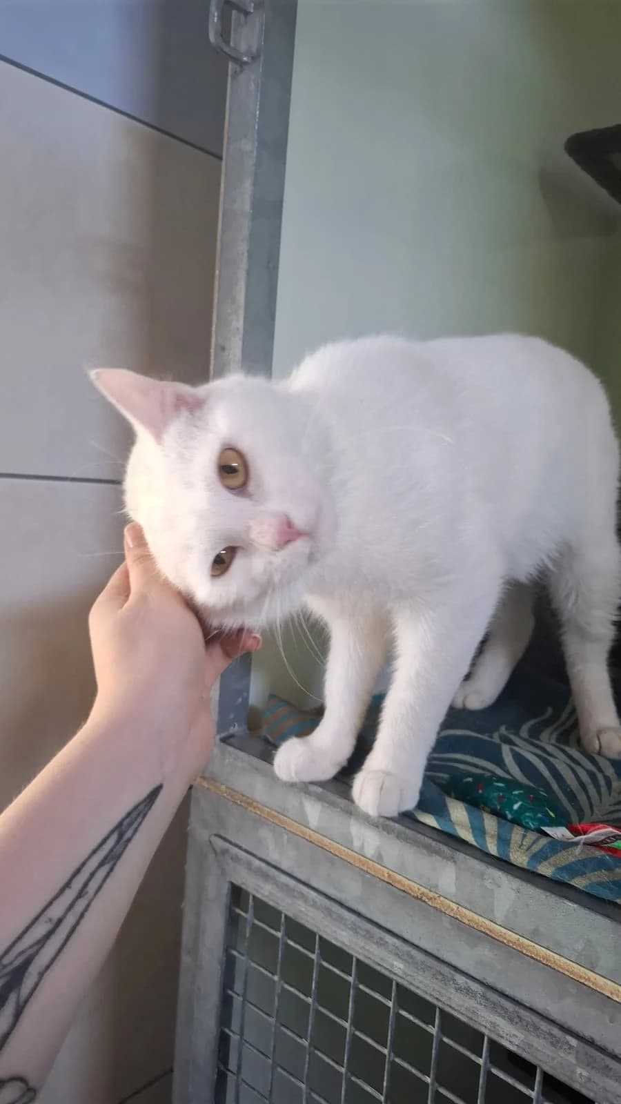 CARLITO, weiß male young mixed breed for adoption at Tierheim Krems, Krems an der Donau